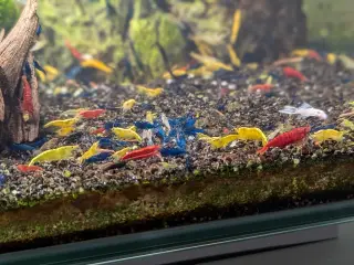 Neocaridina reje-mix - 50 stk | 125,-