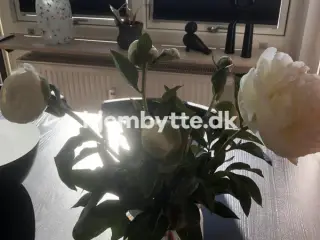 Hjembytte - Kobbervej