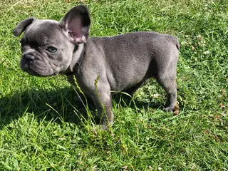 DKS FLOTTESTE FRANSKE BULLDOG HVALPE - 2
