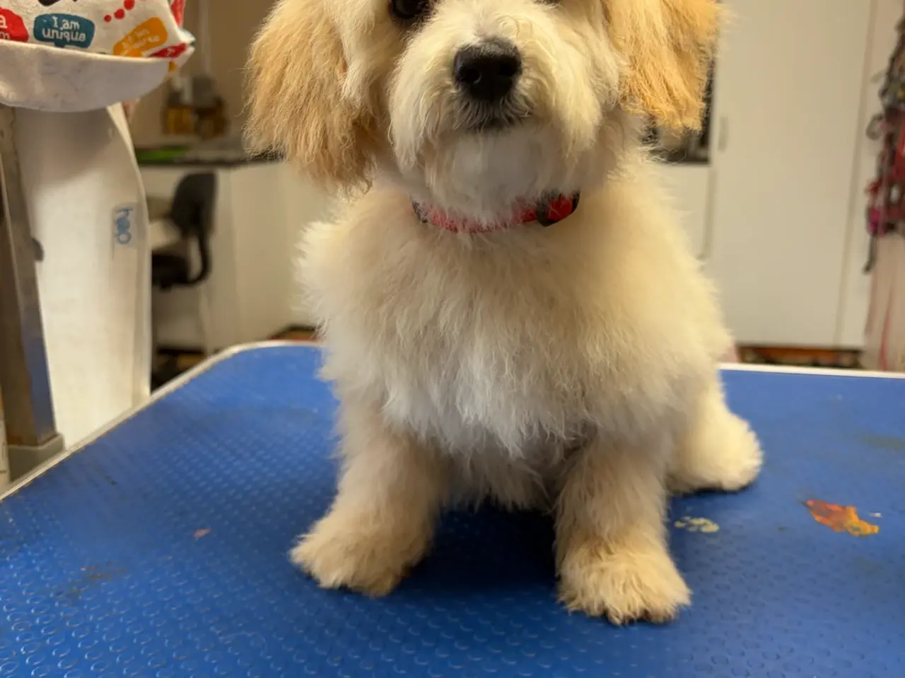 Billede 17 -  Maltipoo pige søde selma