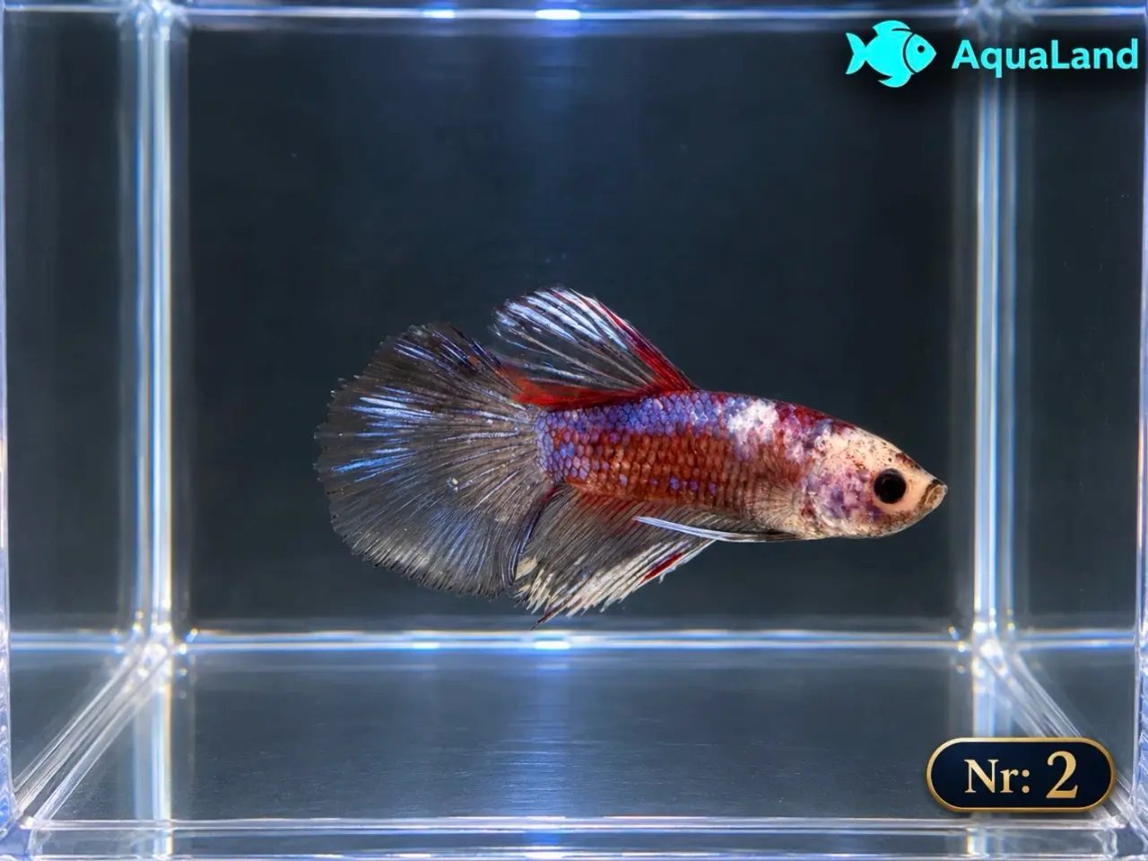 Billede 4 - 😍 Flotte Betta fisk