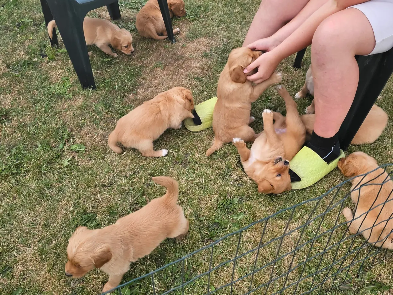 Billede 7 - Mørke Golden Retriever hvalpe