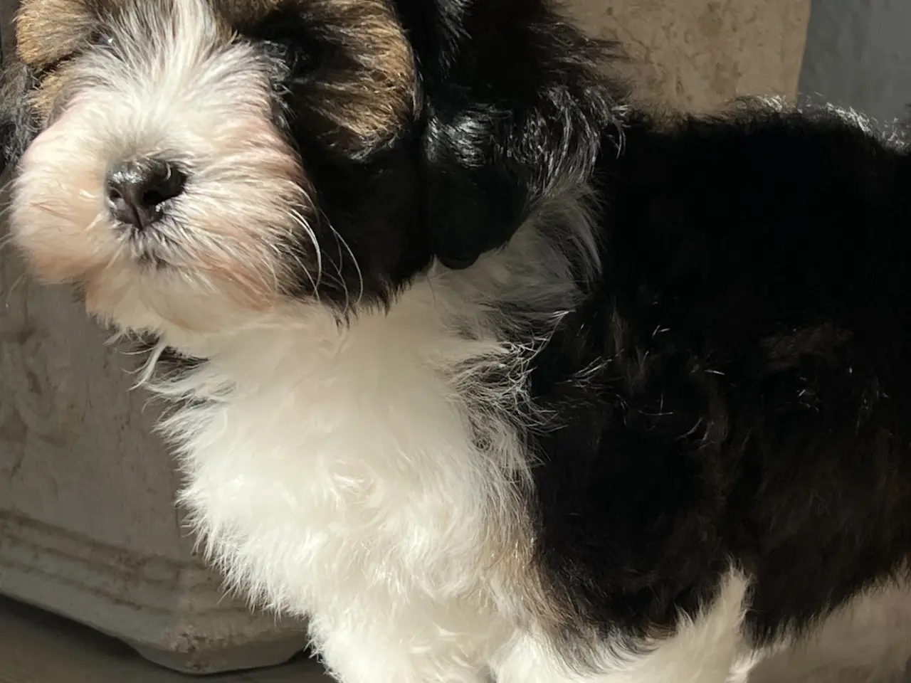 Billede 13 - Avlstjeneste - Bichon Havanais 