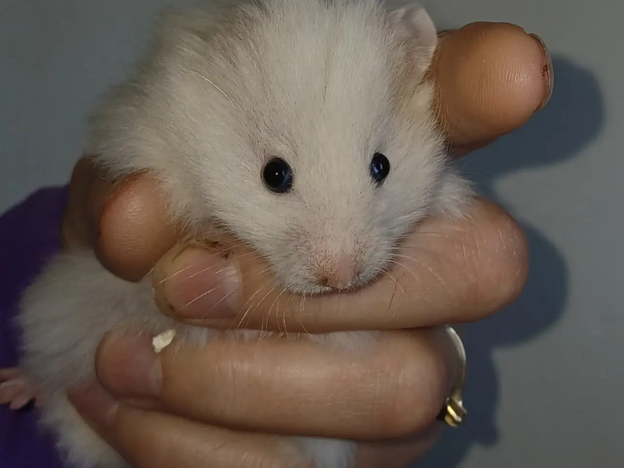 Billede 12 - Guldhamster unger