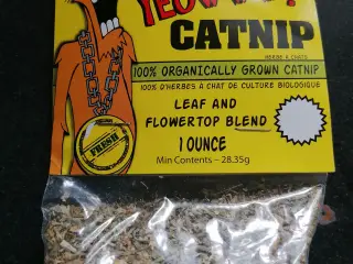 Catnip katte urter