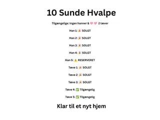 🩵🩷 🐶 Smukke Schæfer Blandingshvalpe - 2
