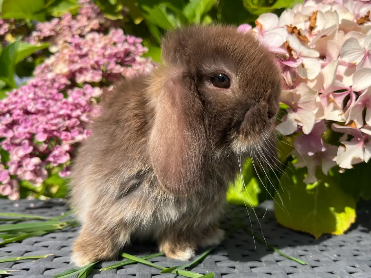 Billede 4 - Minilop unge 🐰