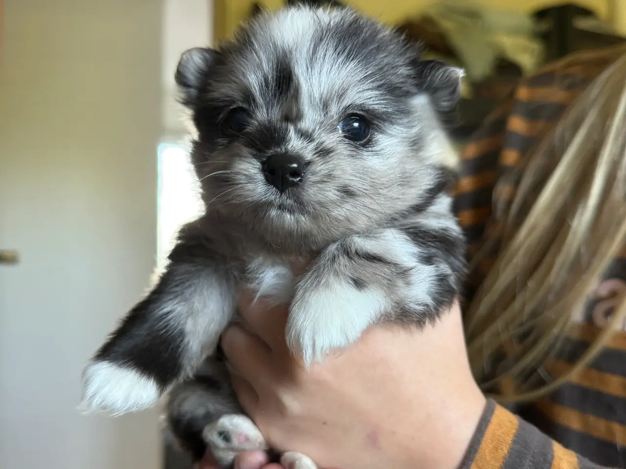 Billede 3 - Pomchi lille fyr