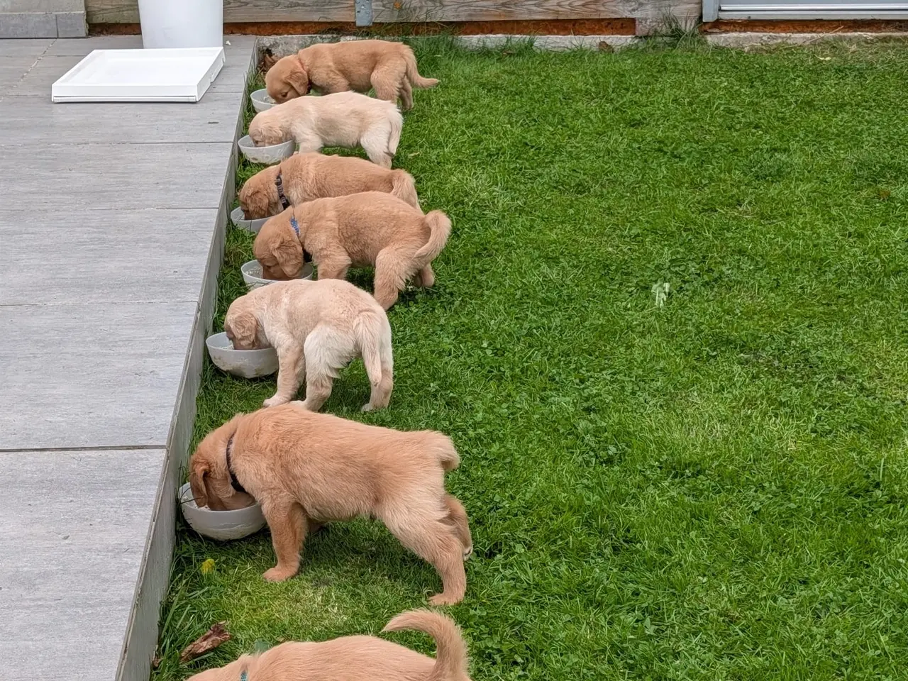 Billede 8 - Golden Retriever Hvalpe
