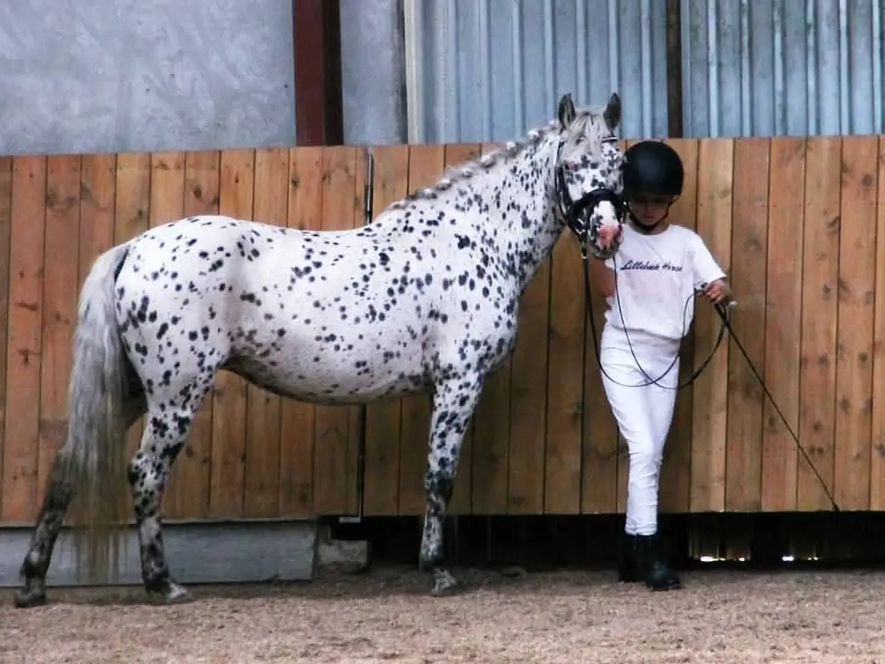 Billede 1 - Max kat 3 spring pony og fløjhoppe