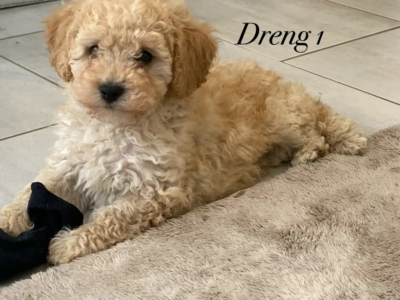 Billede 1 - Cavapoo hvalpe