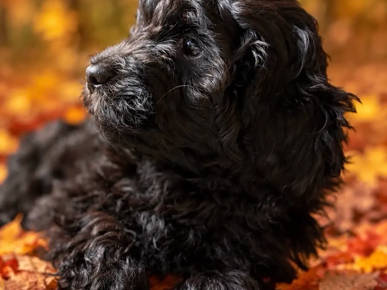 Billede 2 - Cockapoo hvalpe