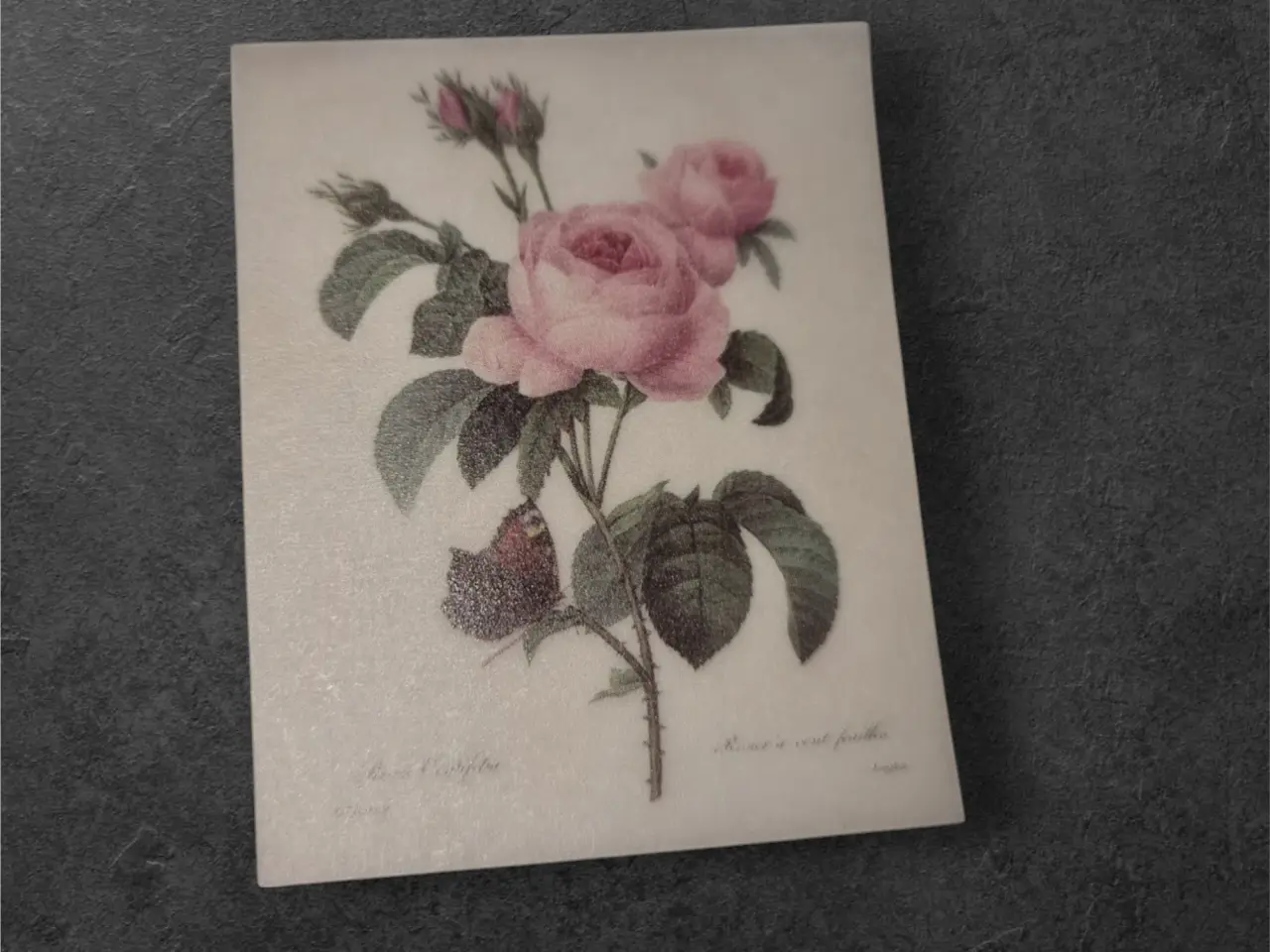 Billede 1 - Botanisk mini-tryk: Rosa Centifolia med sommerfugl
