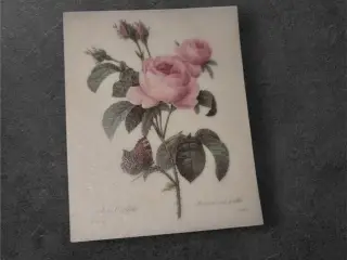 Botanisk mini-tryk: Rosa Centifolia med sommerfugl