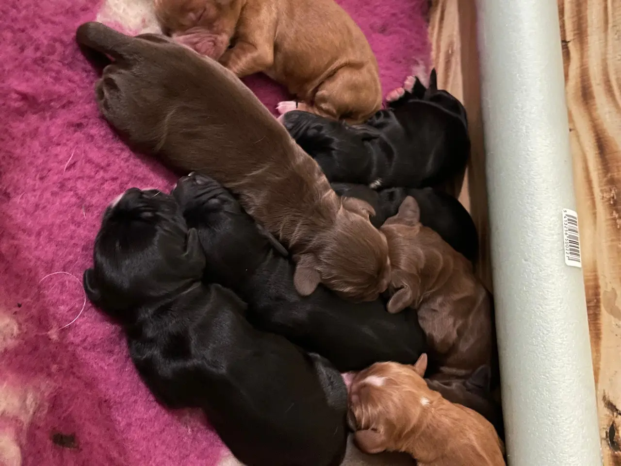Billede 10 - Cockerspaniel/springerspaniel hvalpe