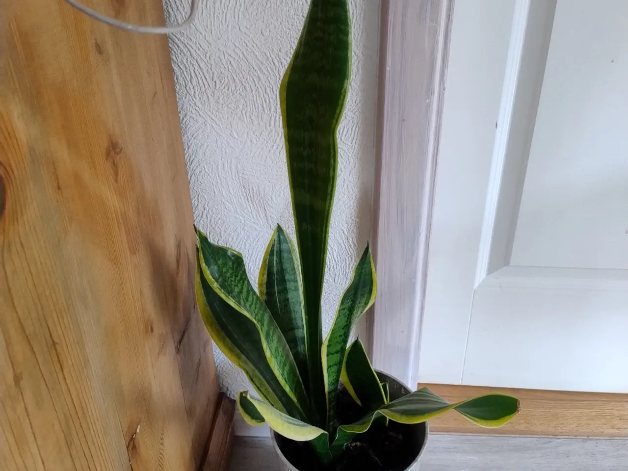 Billede 9 - 9 store stueplanter med potter 