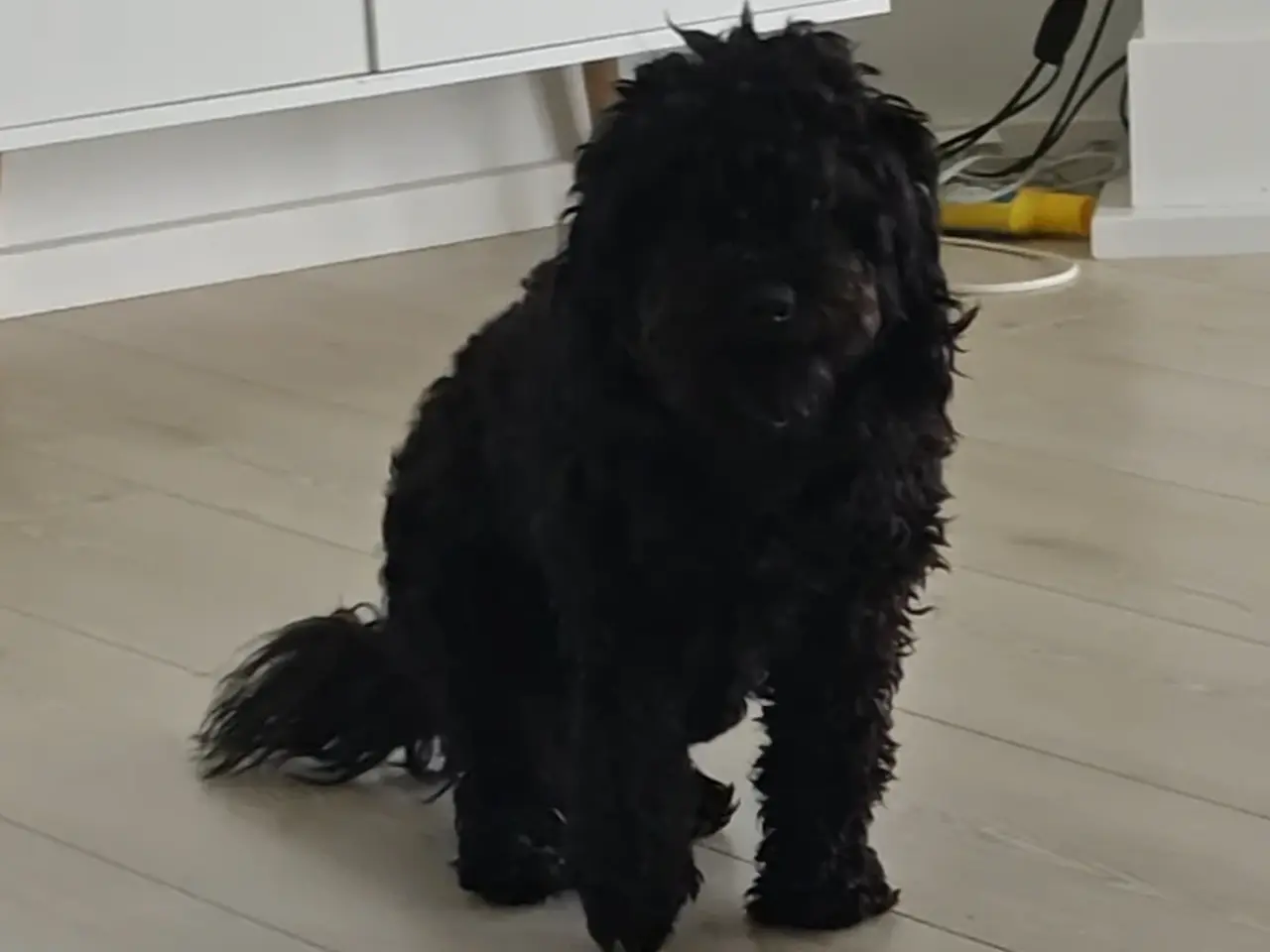 Billede 2 - Puddel dreng