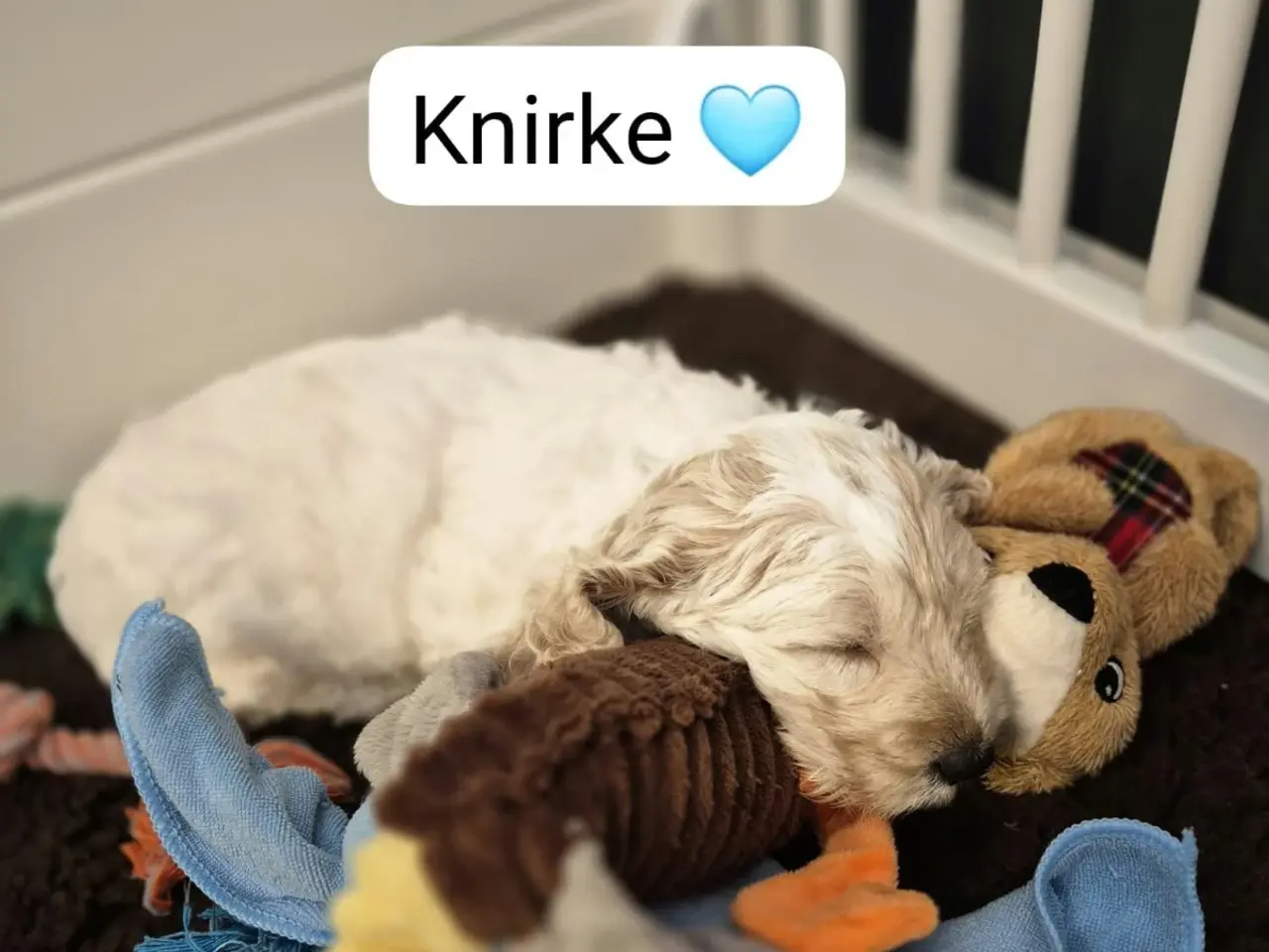 Billede 7 - Cockapoo hvalpe - Knirke 🩵