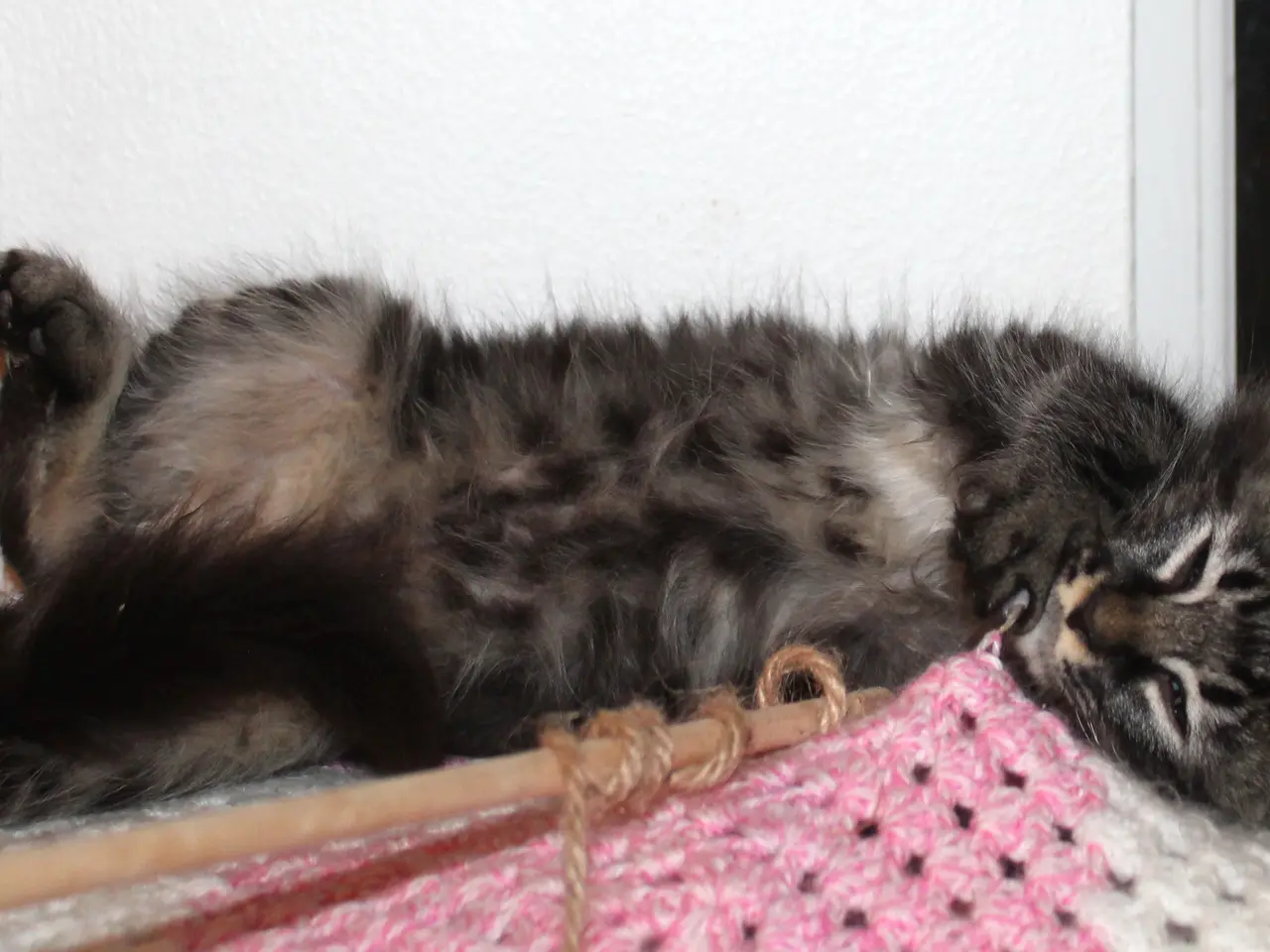 Billede 8 - 🤎 En rigtig kælepot med store poter 🌿 Maine Coon