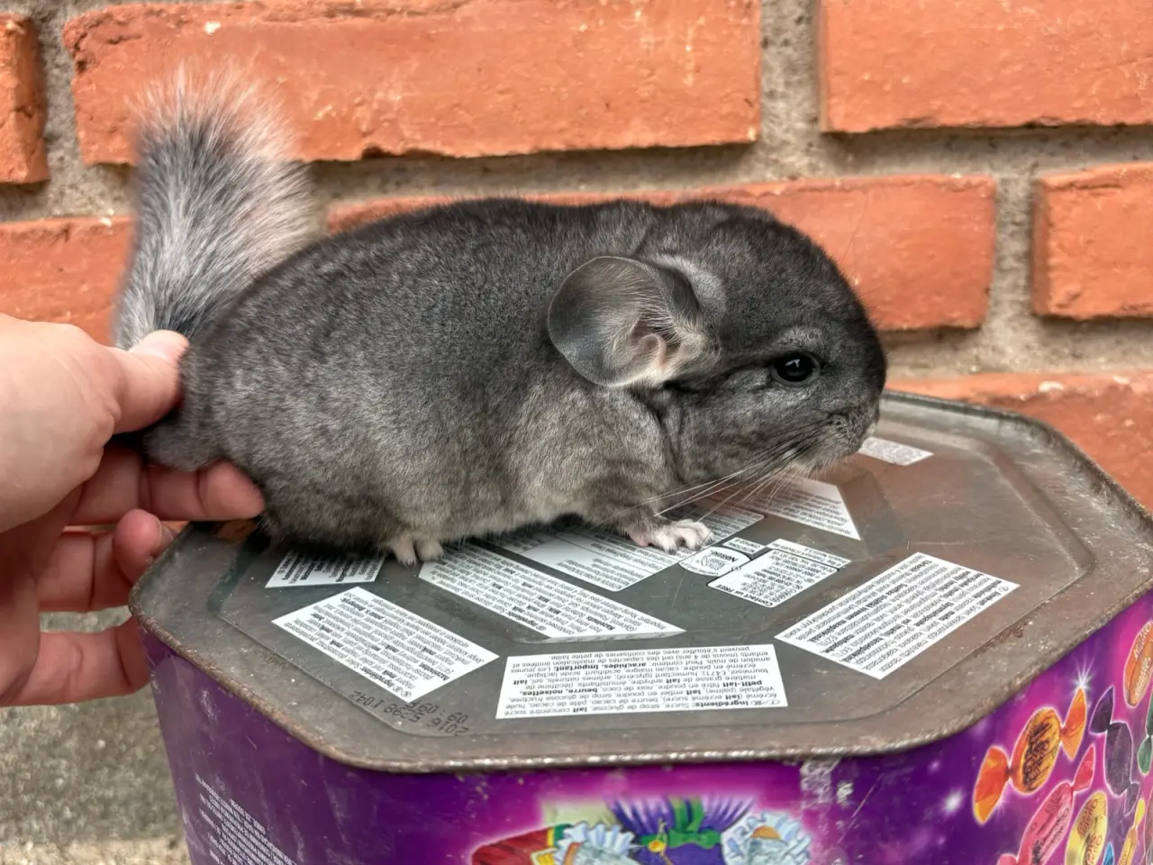 Billede 1 - HAN chinchilla