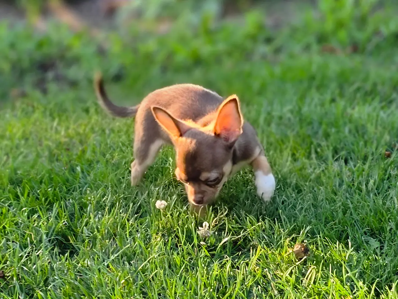 Billede 6 - Chihuahua hvalp