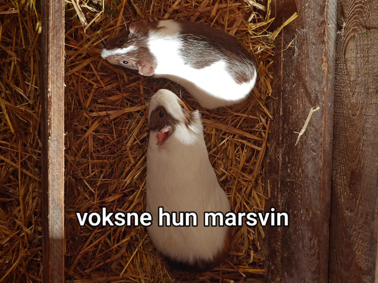 Billede 2 - Marsvin unger og voksne sælges