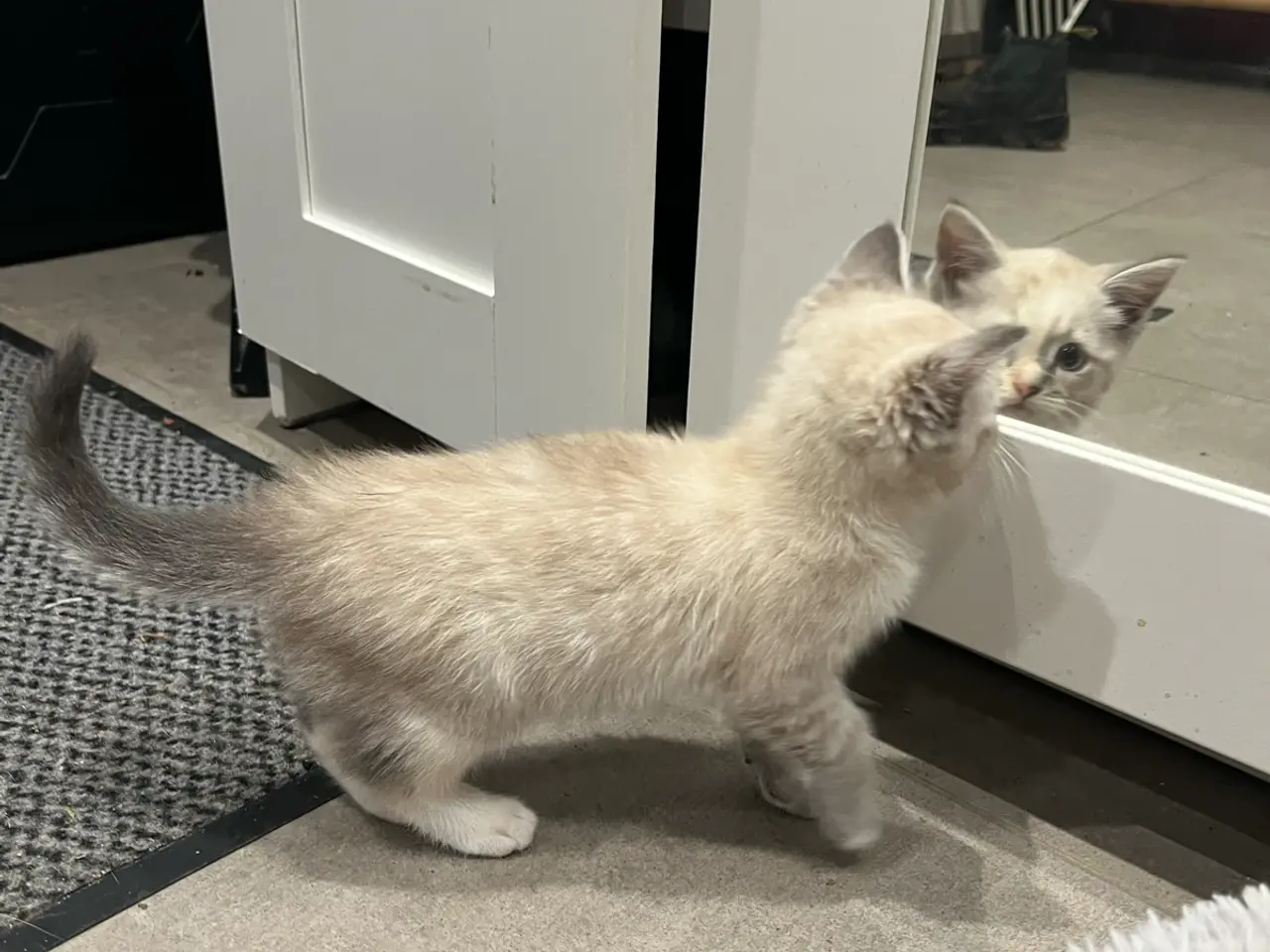 Billede 6 - Ragdoll blanding