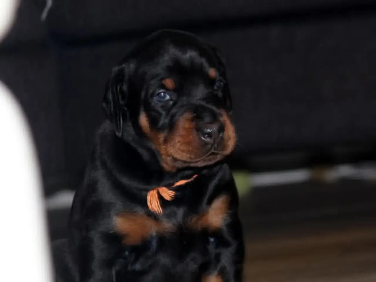 Billede 6 - Dobermann hvalpe top kvalitet 