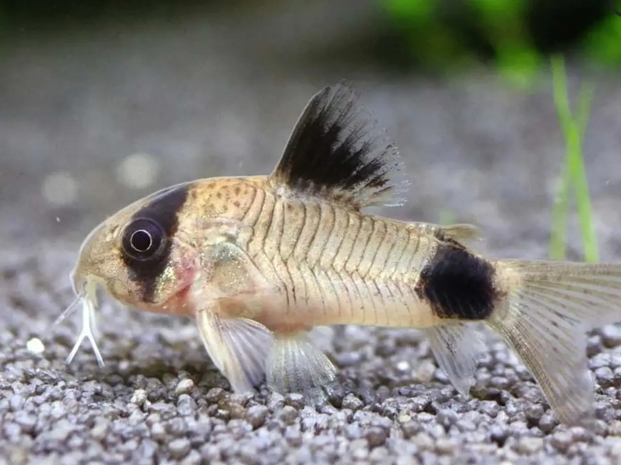 Billede 2 - Corydoras panda