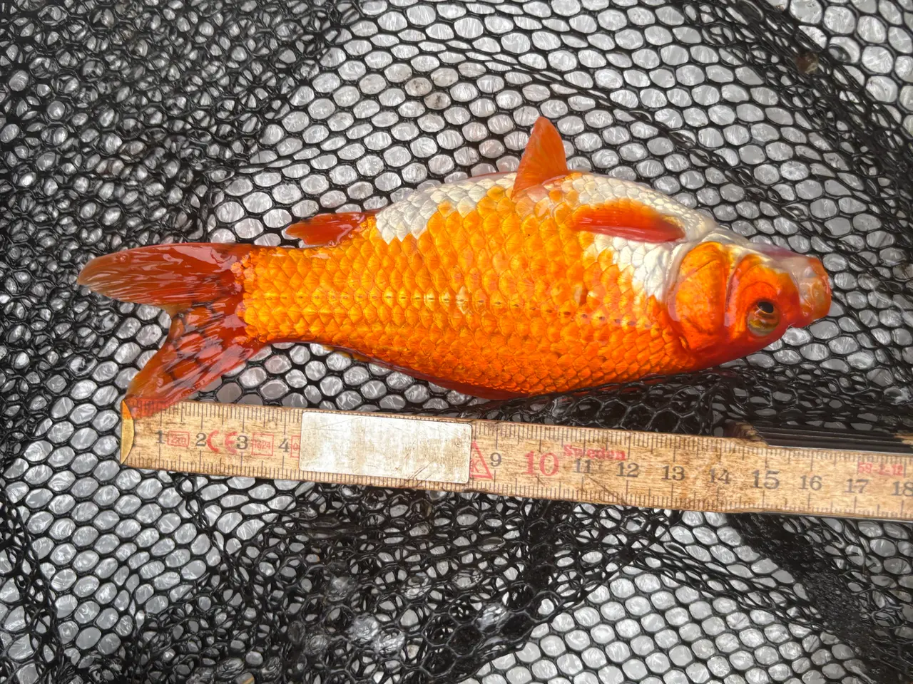 Billede 6 - Fisk / guldfisk 