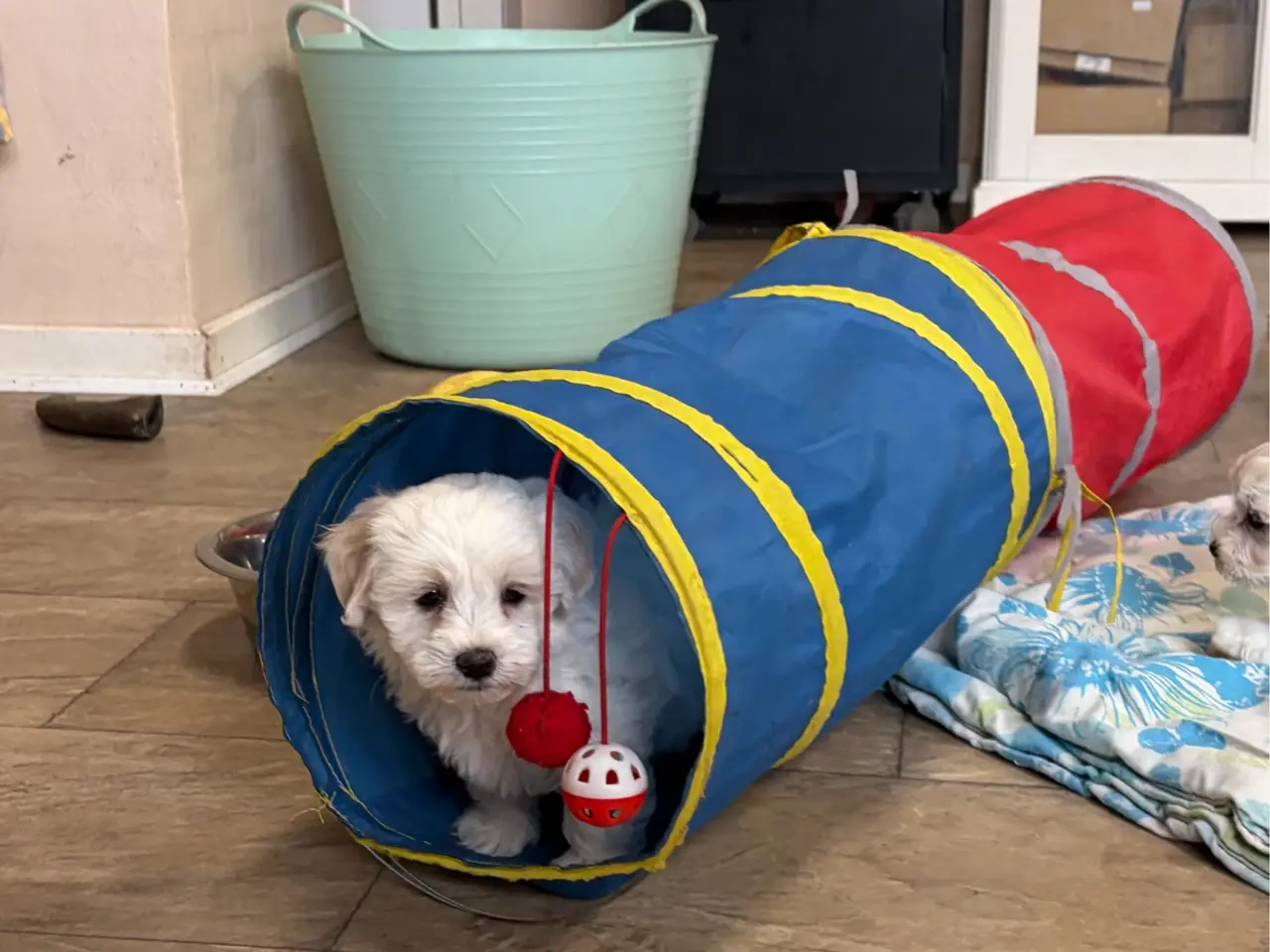 Billede 12 - Fine mini Maltipoo er rejse klar nu !