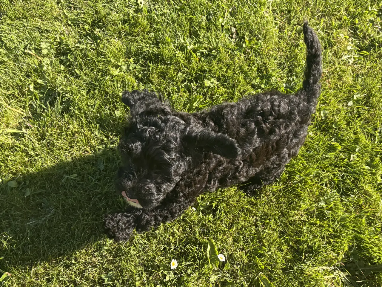 Billede 6 - Den smukkeste lille fine Cavapoo dreng