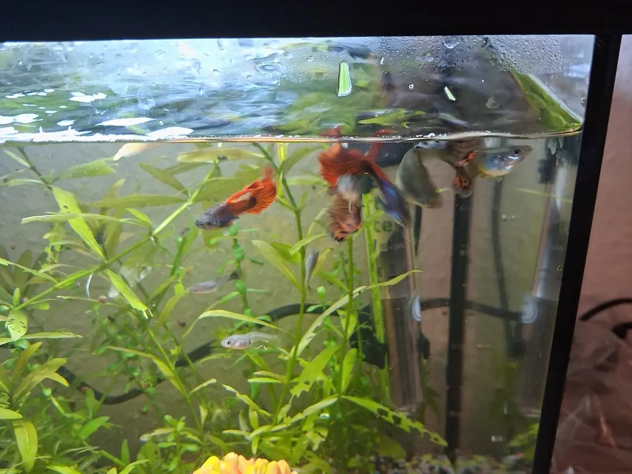 Billede 8 - Guppy mix han og hun