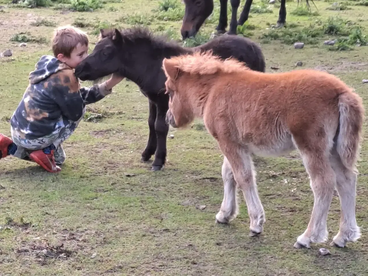 Billede 5 - Shetlandspony 2-års hingsteplage. 