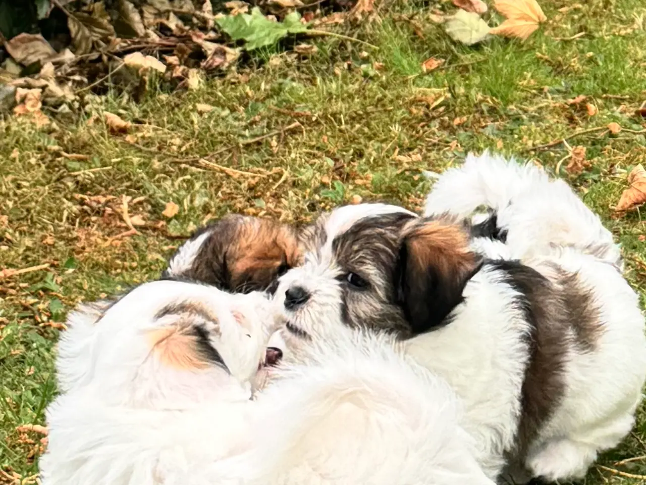 Billede 2 - Coton de tulear/havaton blanding