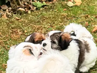 Coton de tulear/havaton blanding - 2
