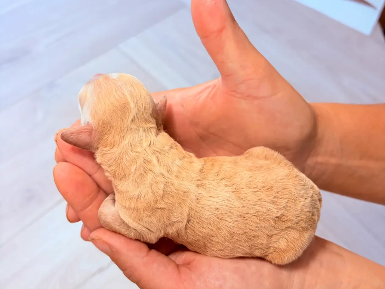 Billede 3 - Pooton hvalpe. Puddel/bomuldshund
