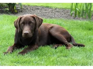 Voksen hund søges som selskab til herre på landet