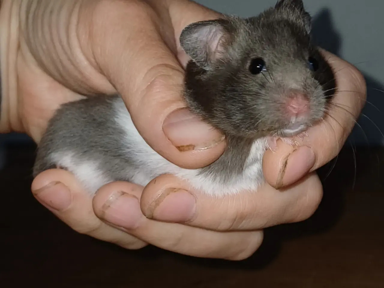 Billede 1 - Guldhamster unger