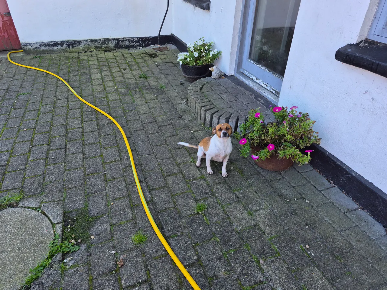 Billede 3 - Dansk svensk gårdhund tæve