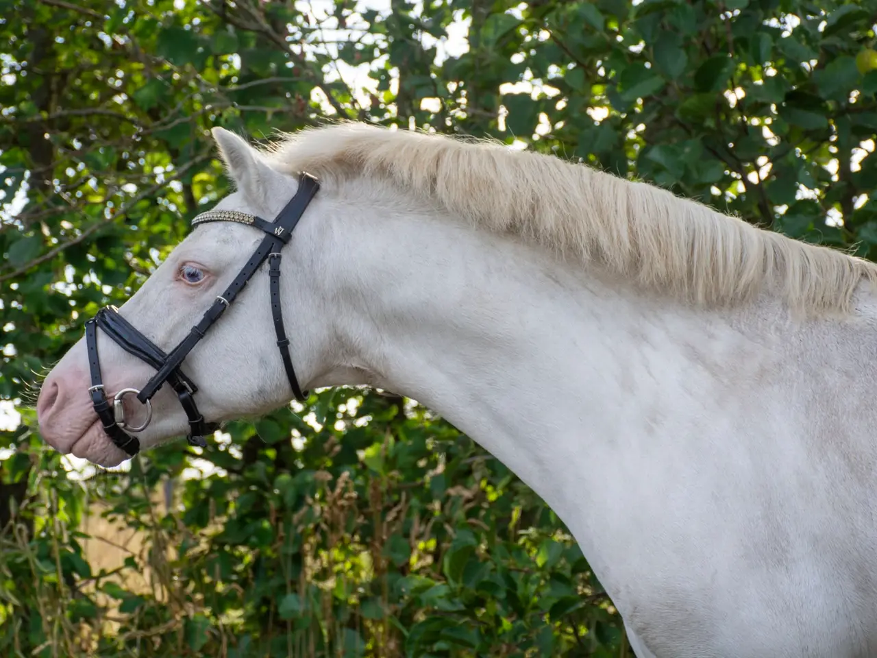 Billede 1 - Cremello hingst