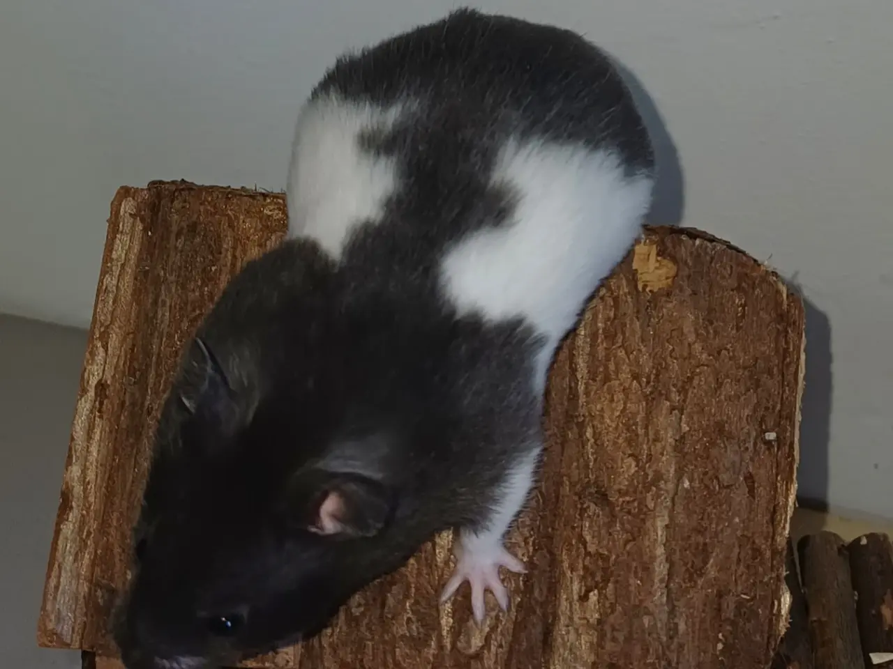 Billede 2 - Guldhamster unger