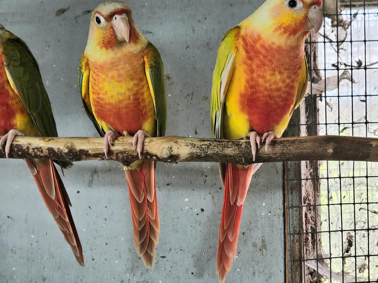 Billede 2 - Mutationer af Molina (grønkindet) conure