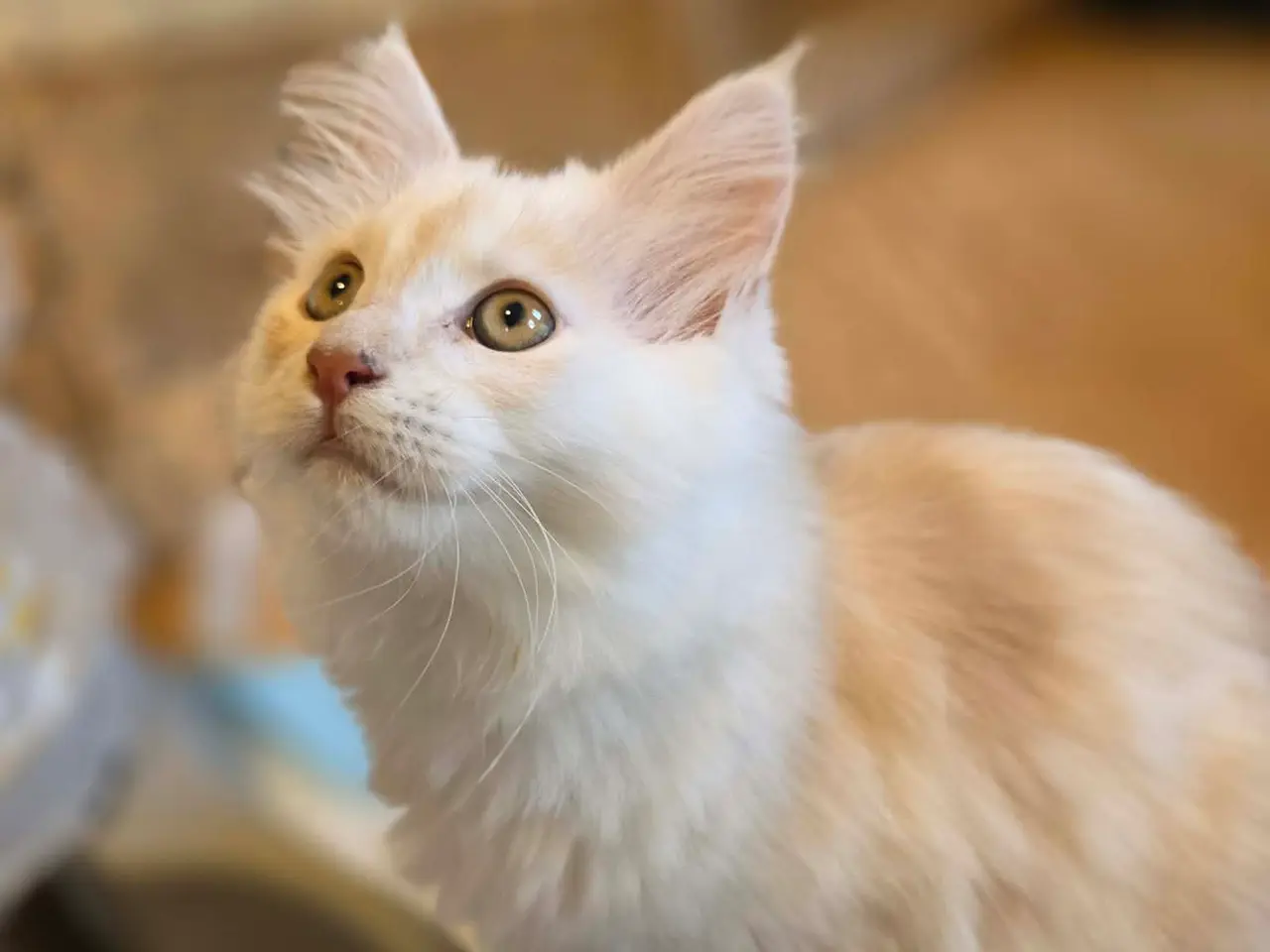 Billede 3 - Maine Coon killing - Pige