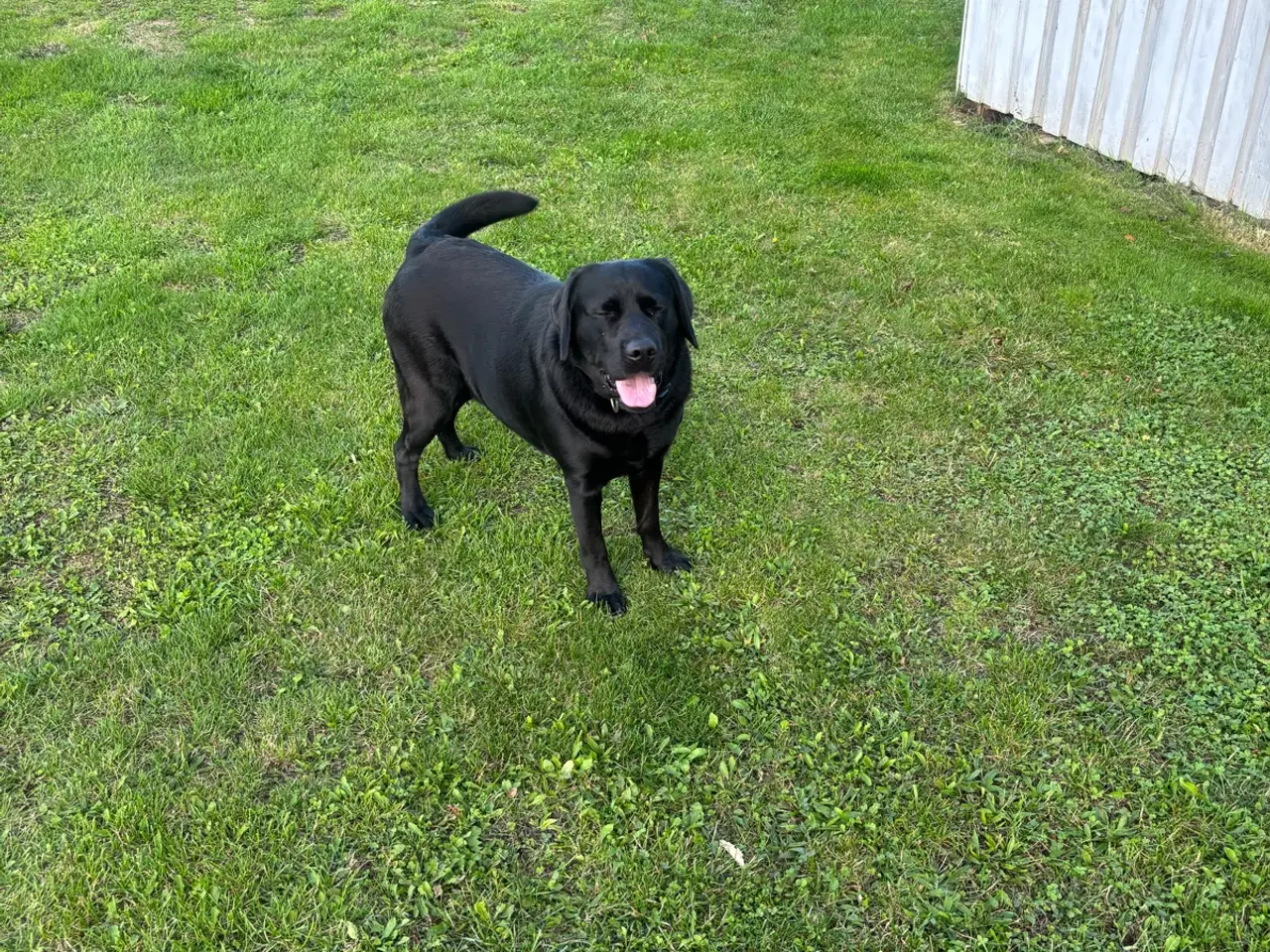 Billede 1 - Super dejlig hanhund