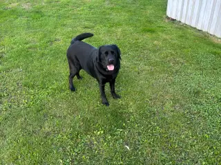 Super dejlig hanhund 