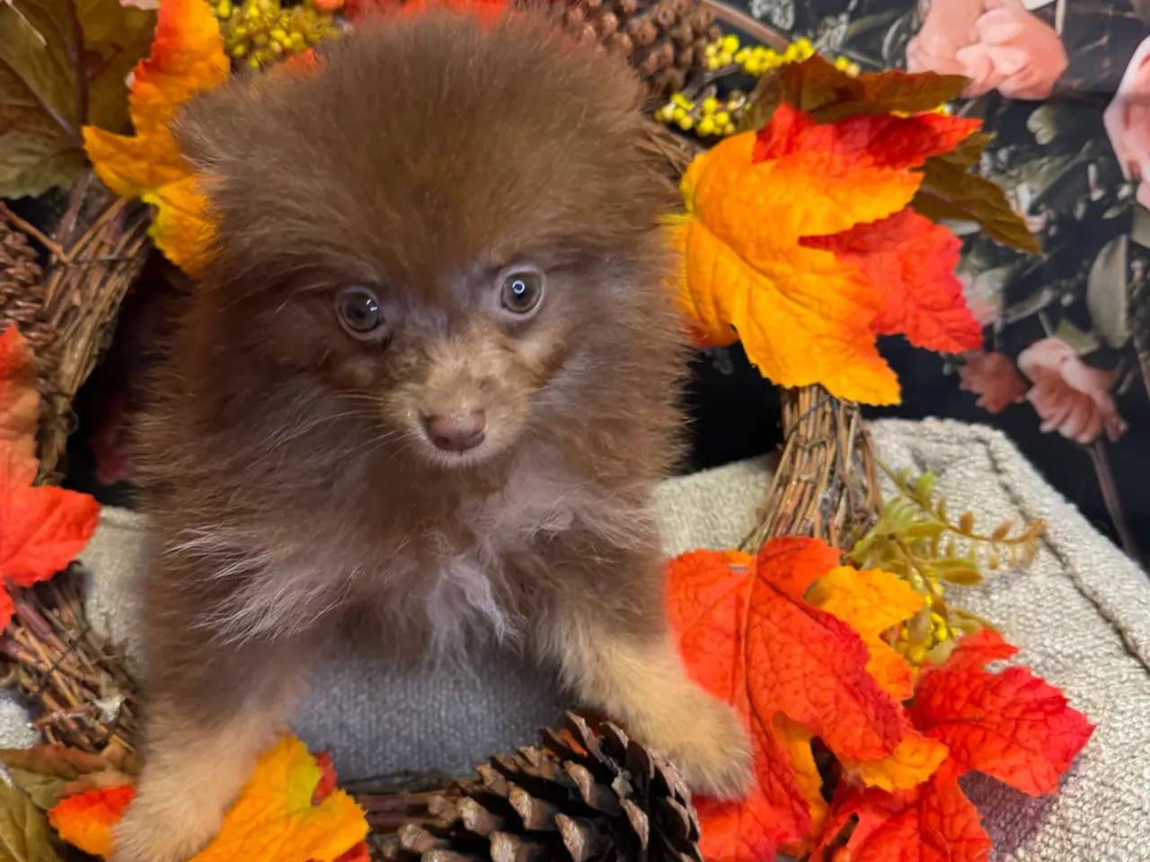Billede 16 - 🐾💙 2 SMUKKE POMERANIA-DRENGE 💙🐾