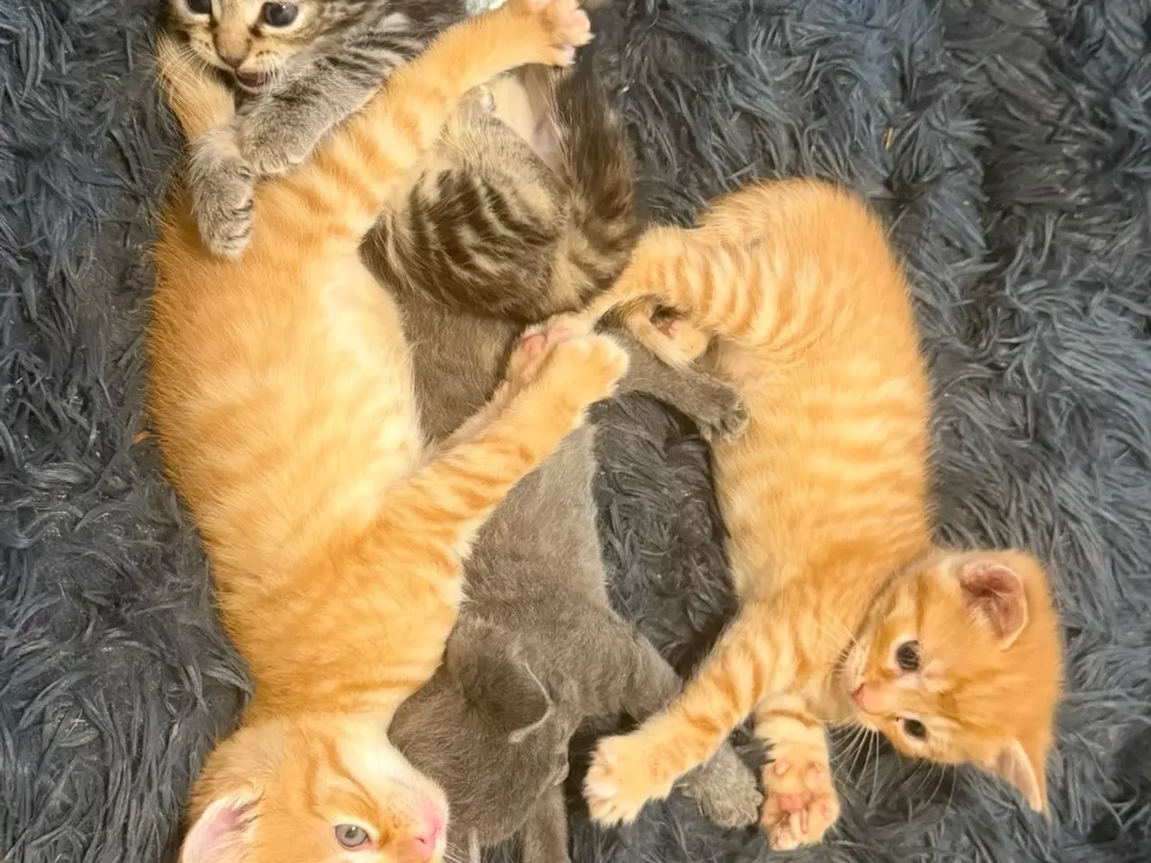 Billede 2 - Killing ❤️ klar til nyt hjem 