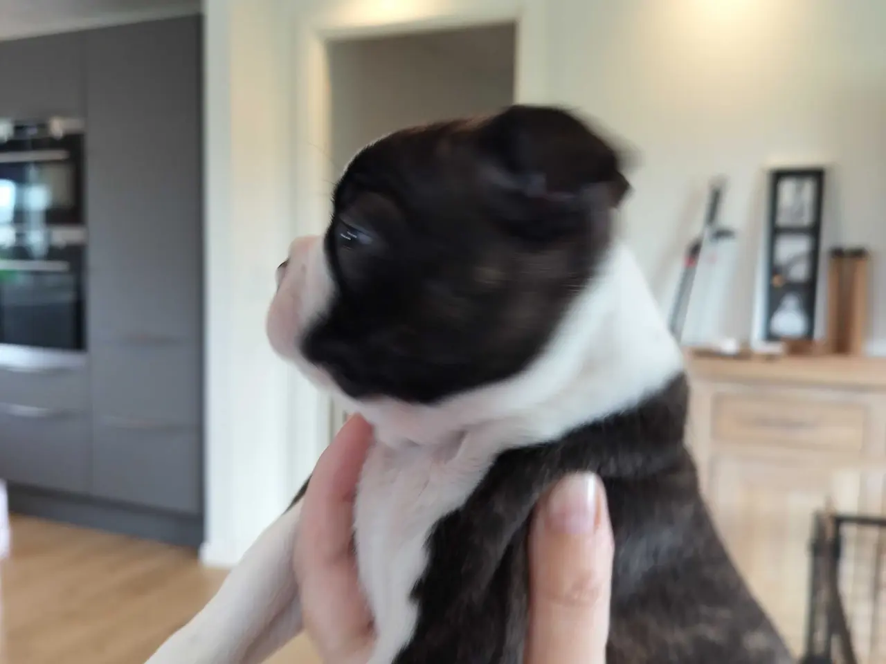 Billede 5 - Boston terrier