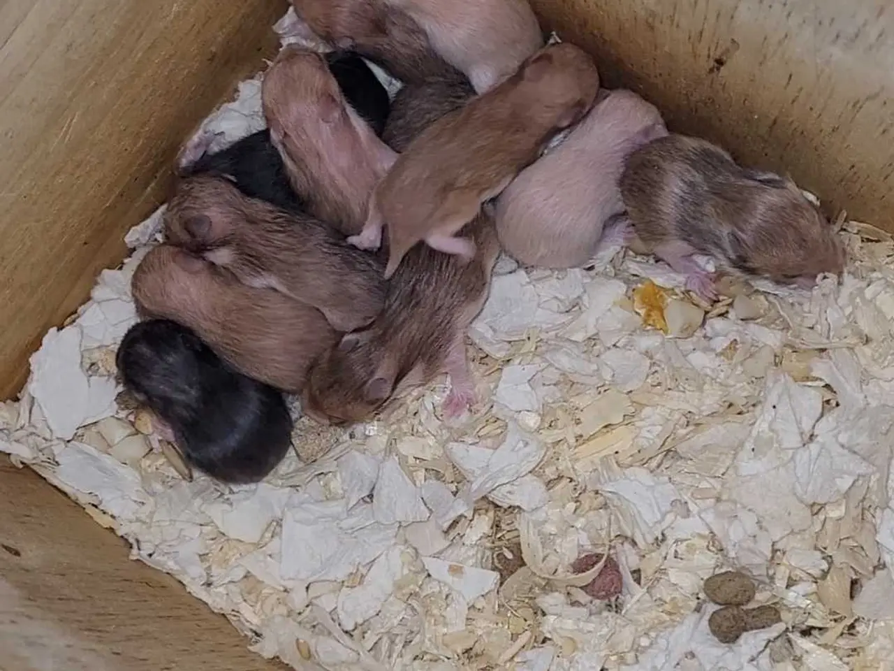 Billede 4 - Guldhamster